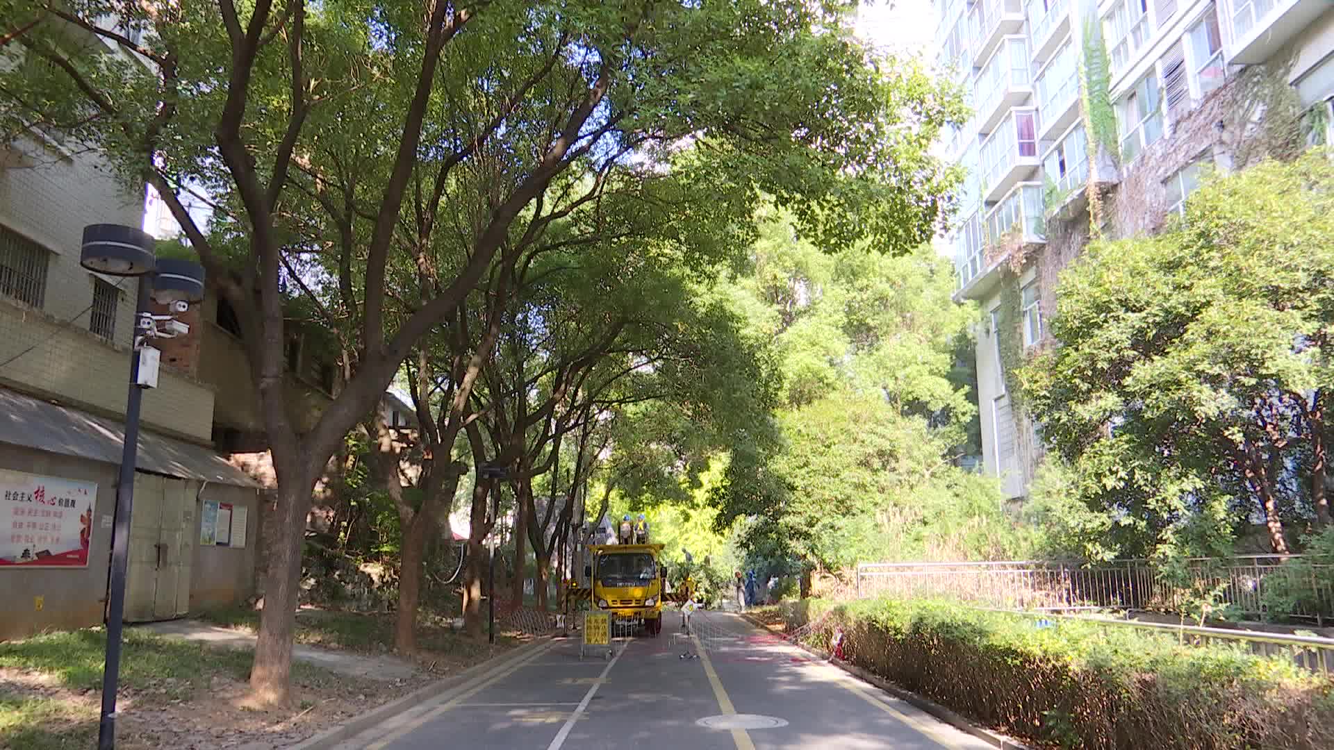武陵区：清理压线树枝 消除安全隐患