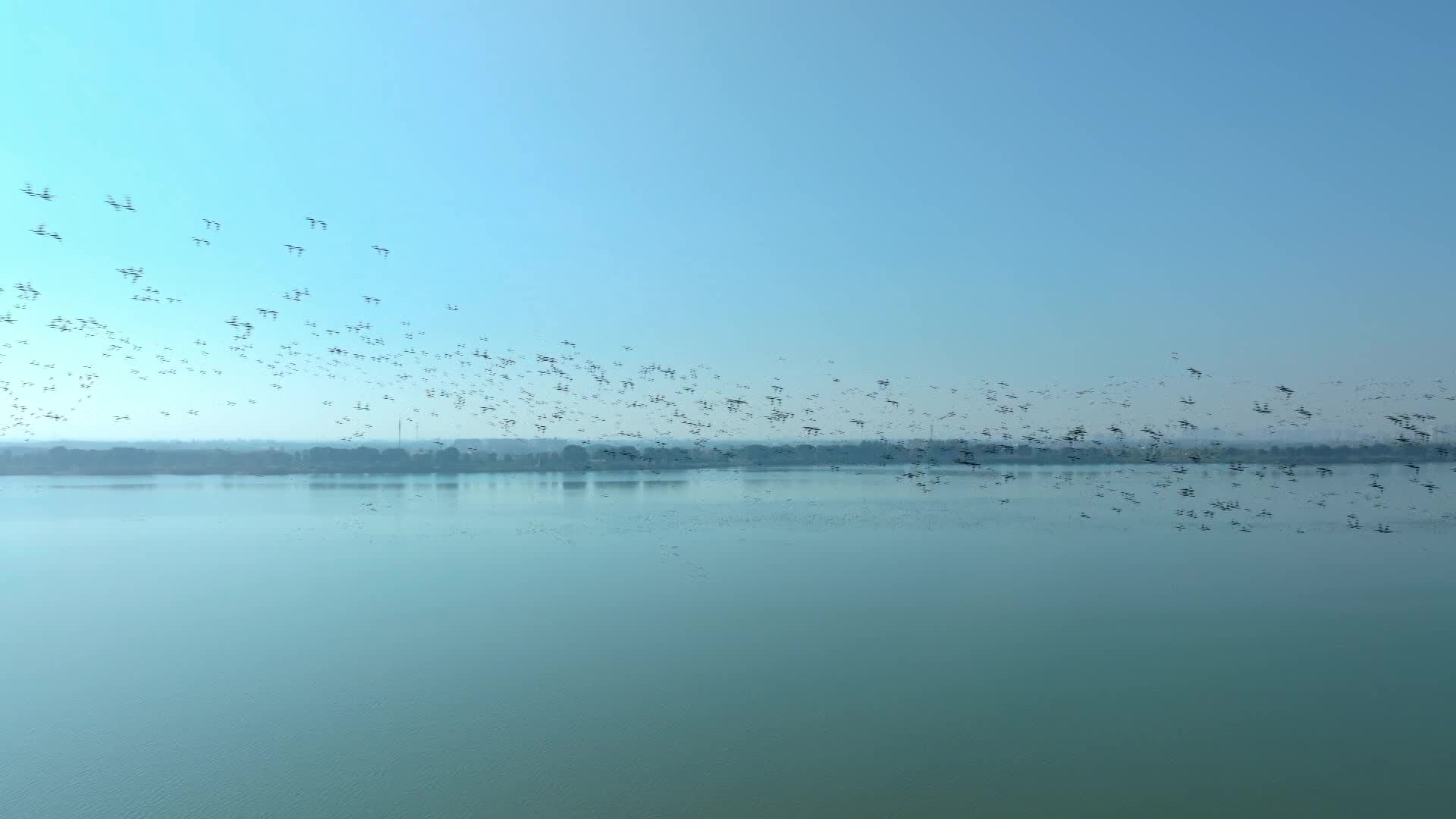 十万余只候鸟飞抵柳叶湖水域栖息歇脚