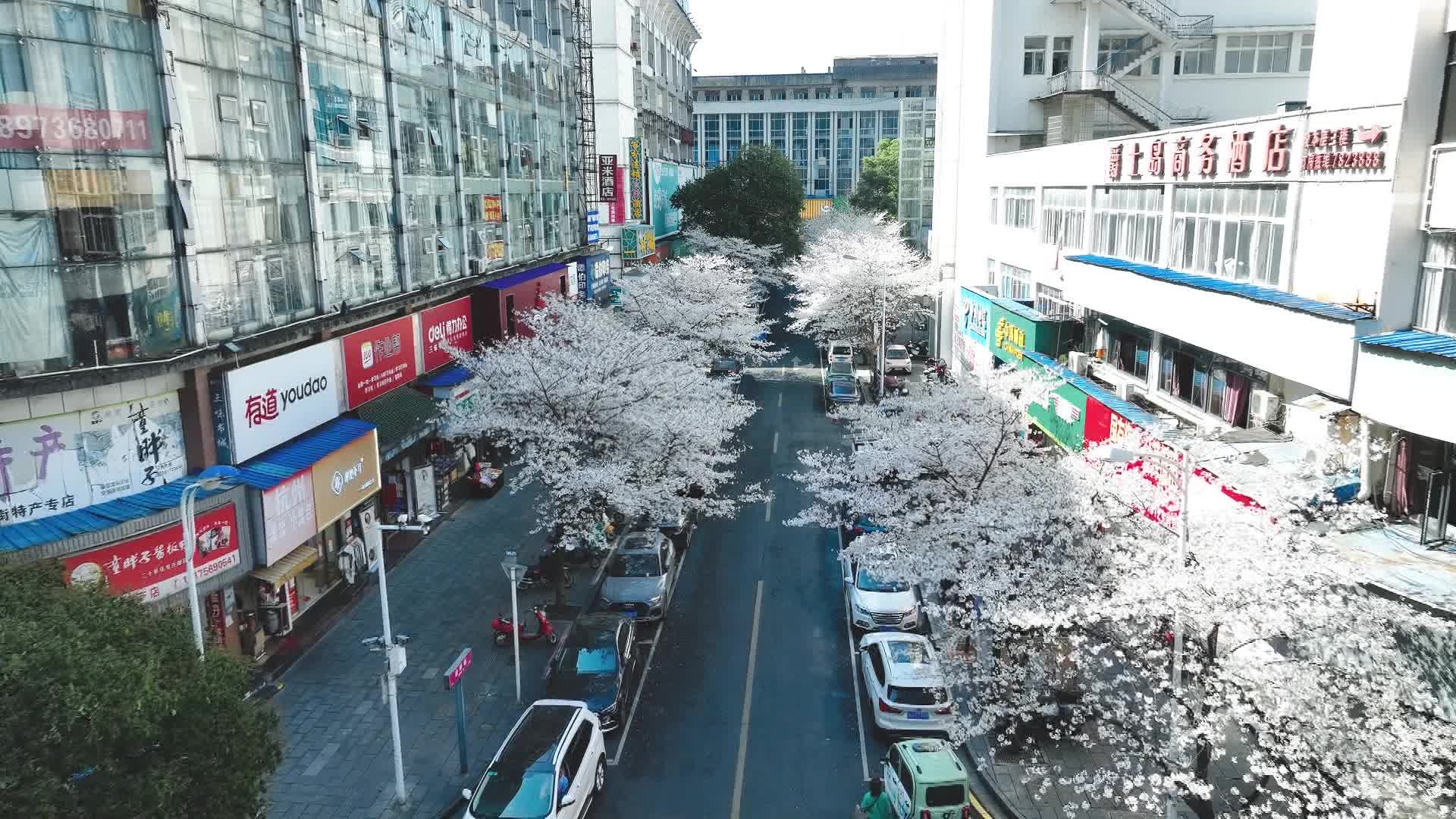 武陵区：烂漫春樱扮靓城市街景