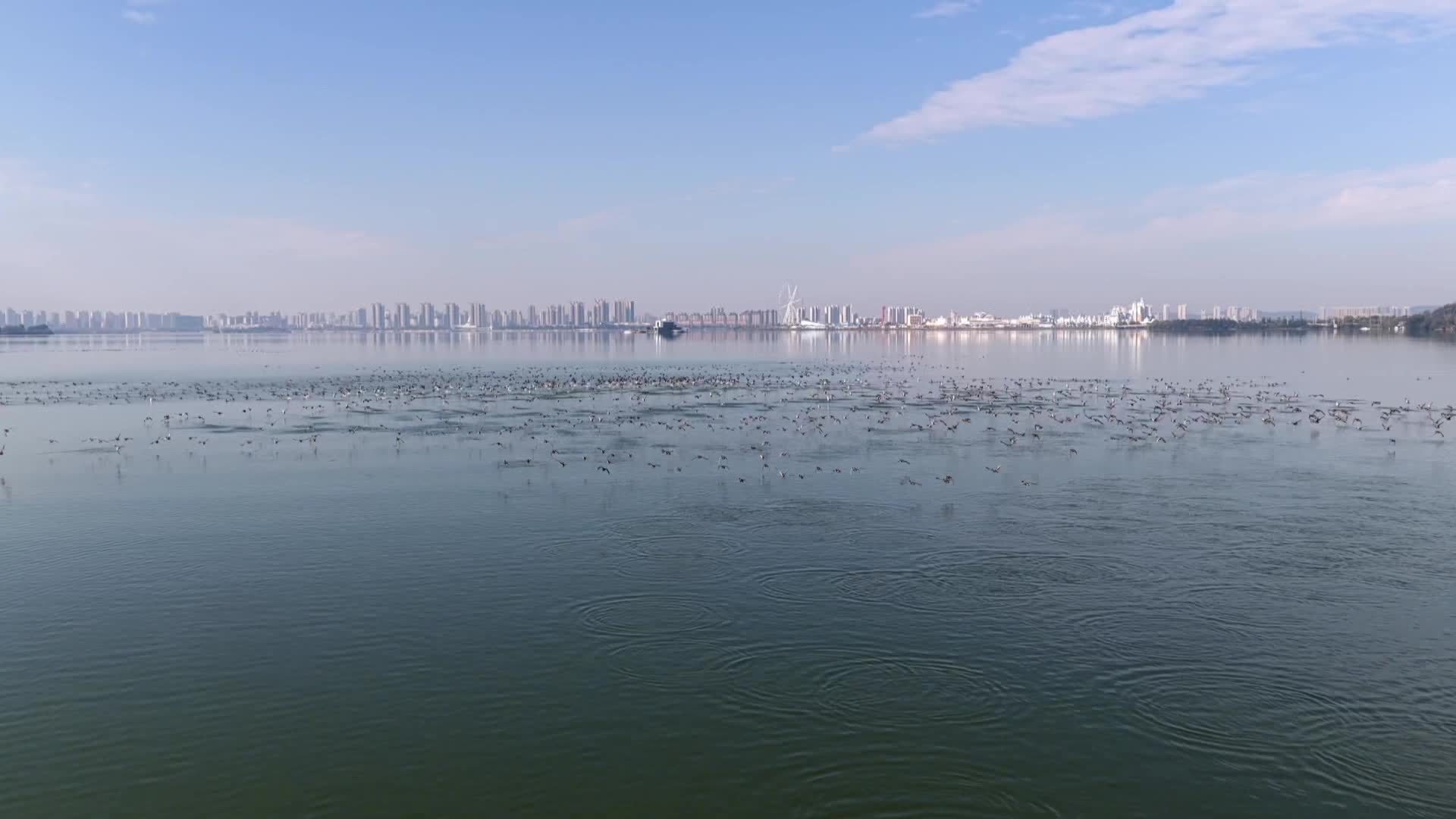 常德：成群候鸟飞抵柳叶湖 志愿者护航候鸟越冬