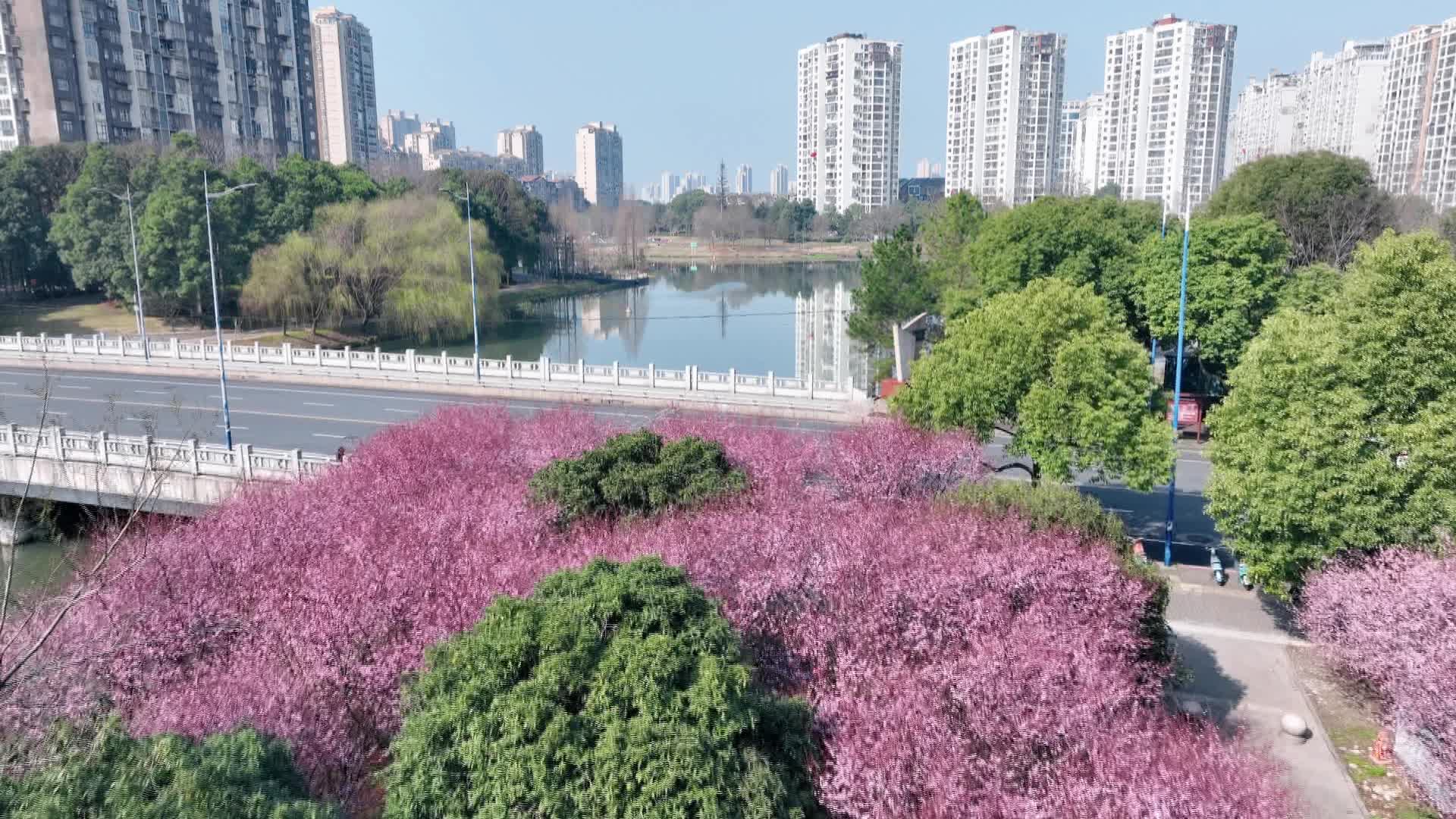武陵区：河畔美人梅盛开  粉色花海醉游人
