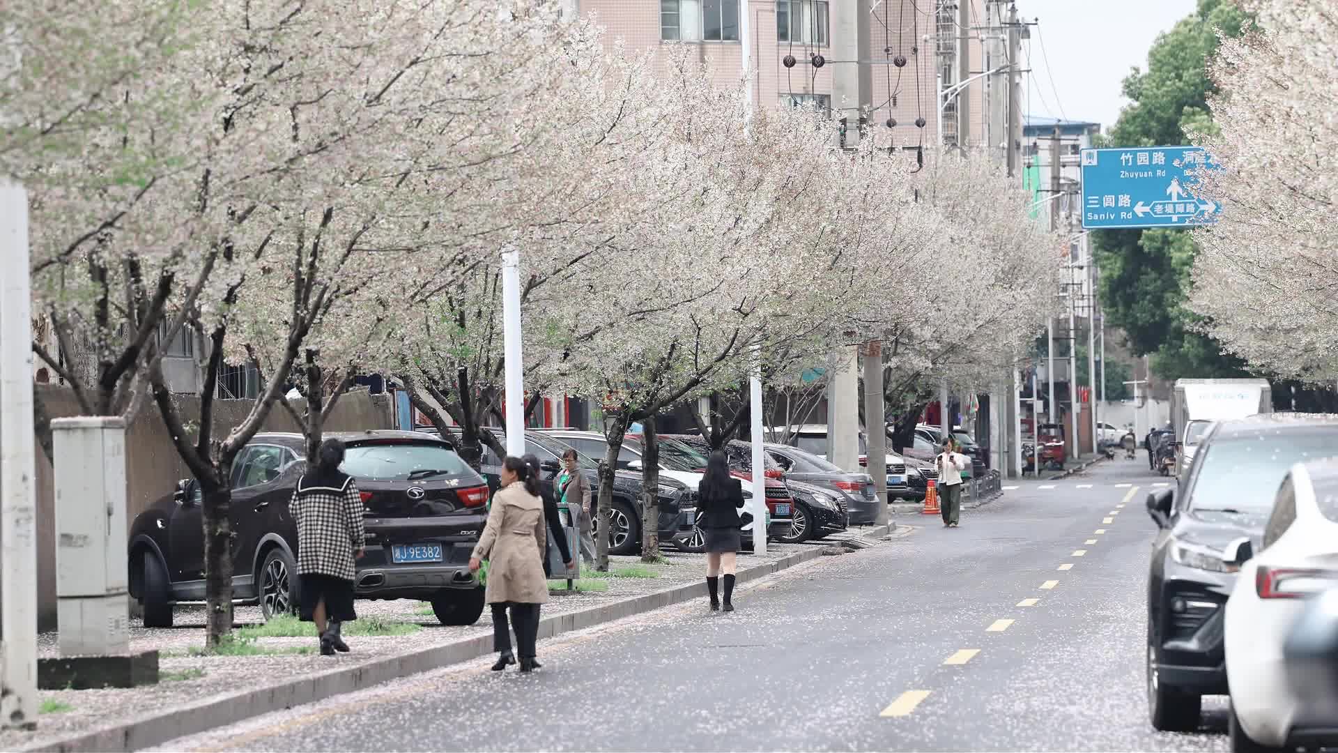 武陵区：春雨绵绵樱花绽放 城市美景浪漫出圈