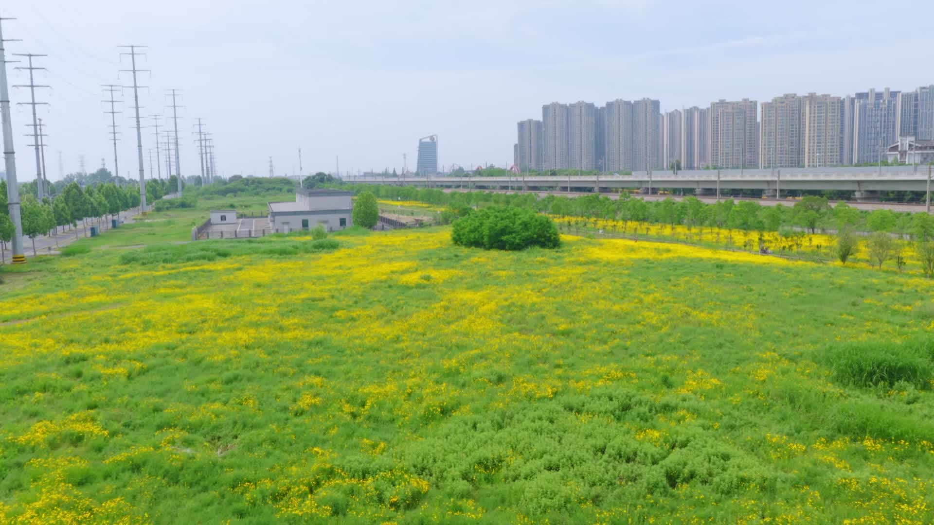 武陵区：高铁穿过金鸡菊花海 初夏浪漫美出圈