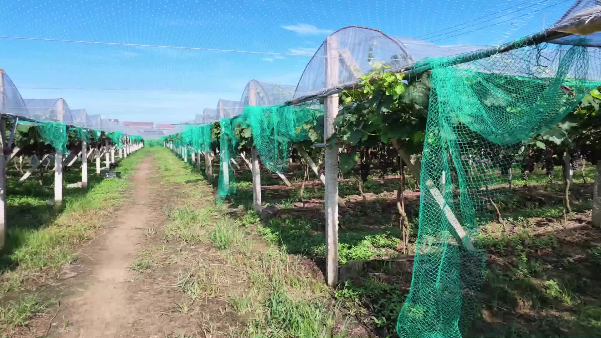 葡萄满架缀枝头 甜蜜开园迎客来