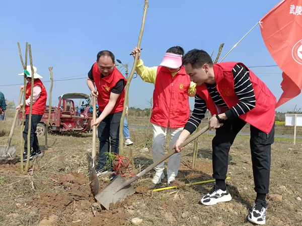 新时代文明实践耀武陵|永安街道开展义务植树活动