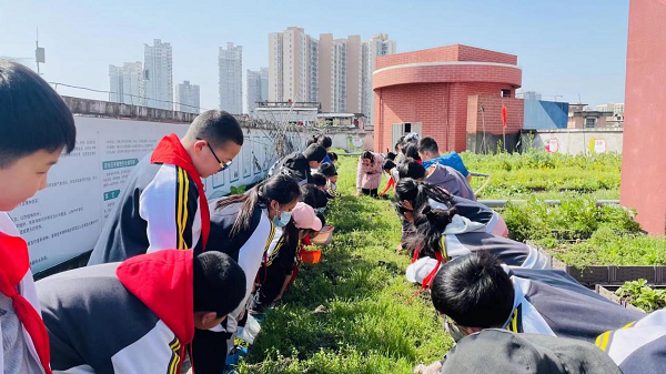 劳动励心智，实践促成长 ——常德市武陵区旭辉东升小学开展劳动实践活动