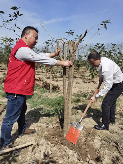 武陵区民政局开展义务植树志愿服务活动