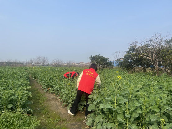 禁种铲毒进行时——芙蓉街道"宣传+踏查"双轨并进守净土